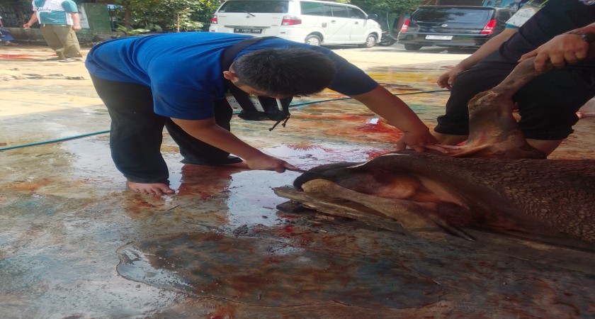 Pemotongan Hewan Qurban Idul Adha 1447 H Yayasan Daarussa'adah Yasda