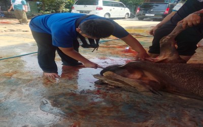 Pemotongan Hewan Qurban Idul Adha 1447 H Yayasan Daarussa'adah Yasda